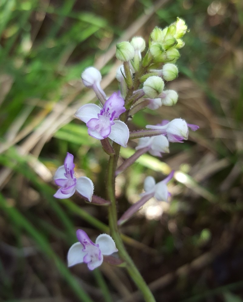 Cynorkis ridleyi photo 8