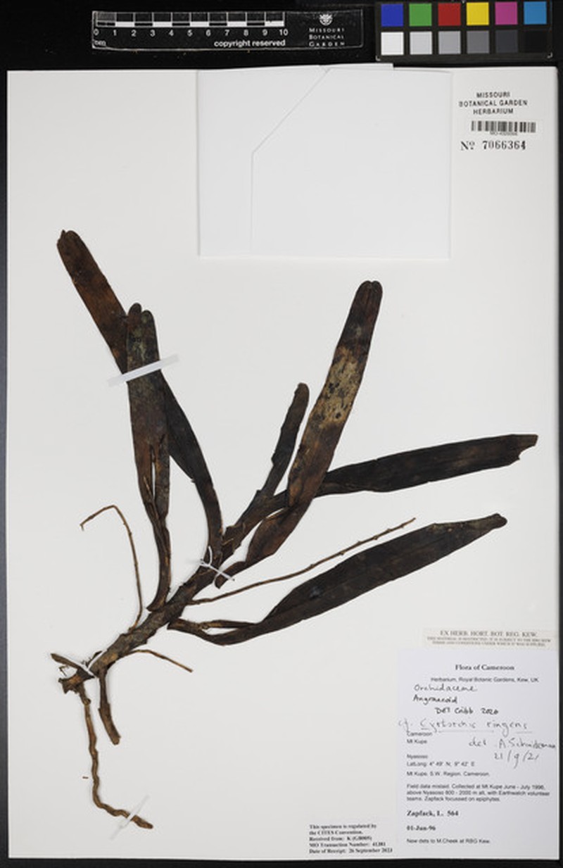 Cynorkis ringens