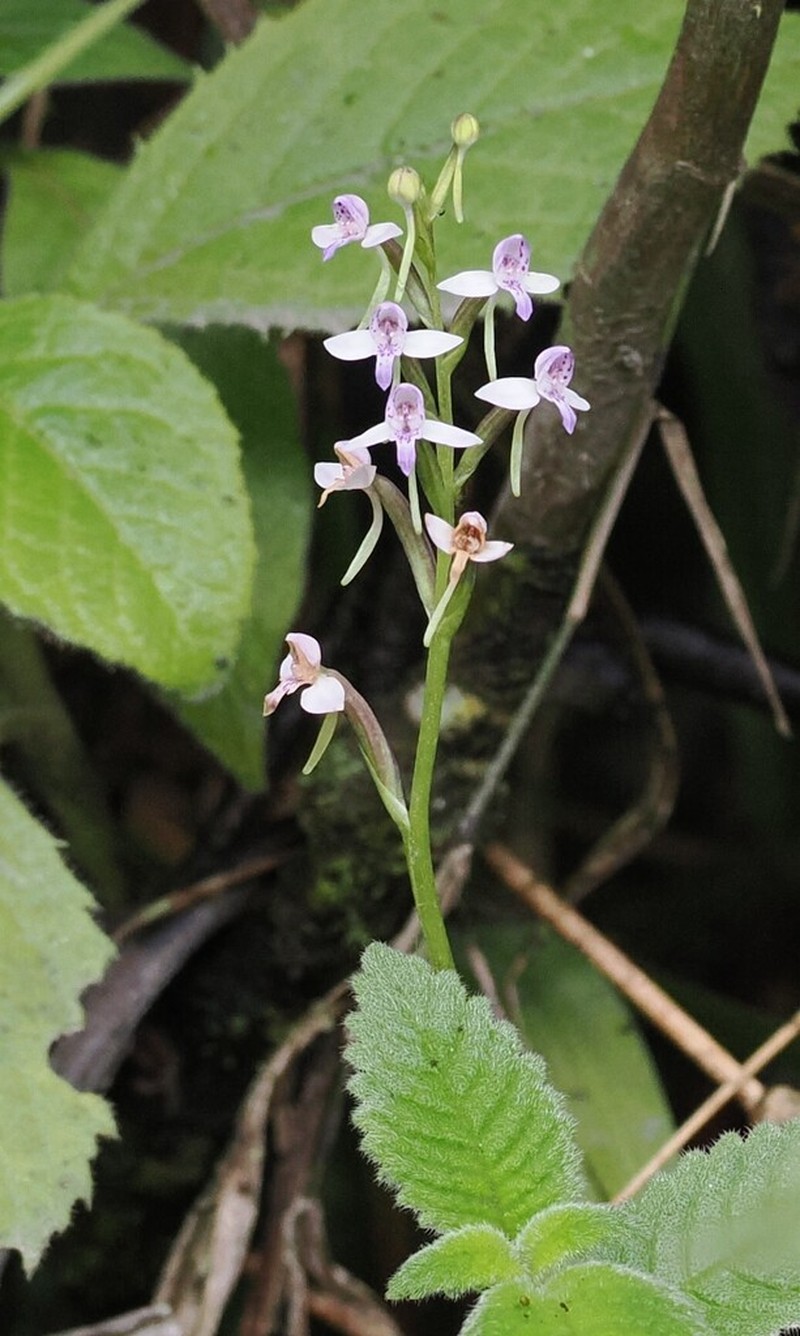 Cynorkis rosellata