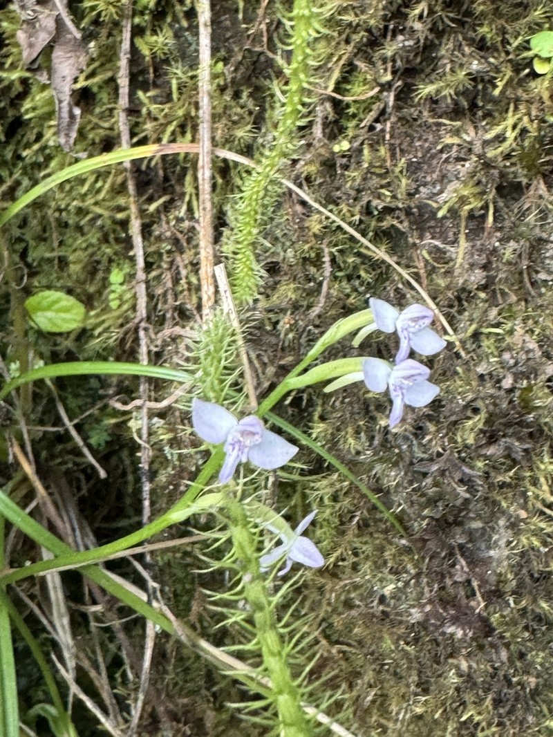 Cynorkis rosellata photo 2