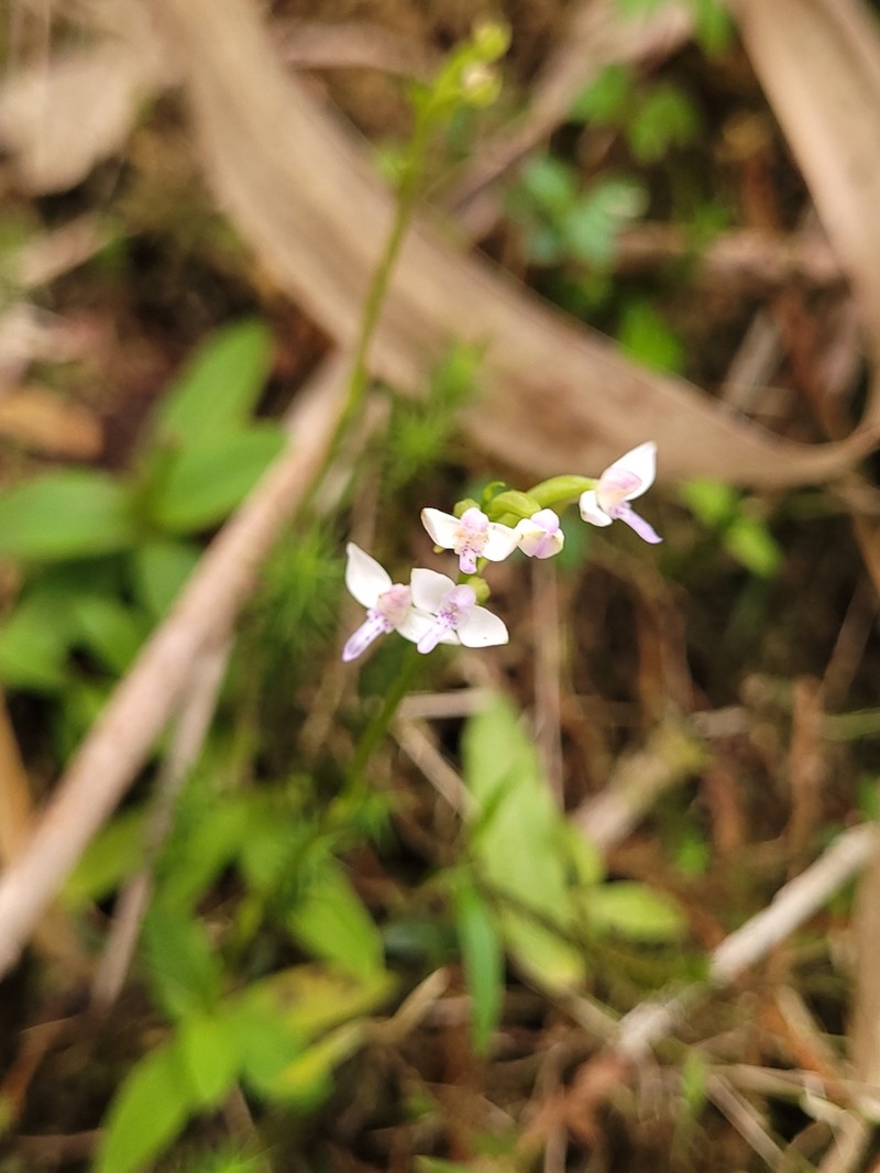 Cynorkis rosellata photo 3