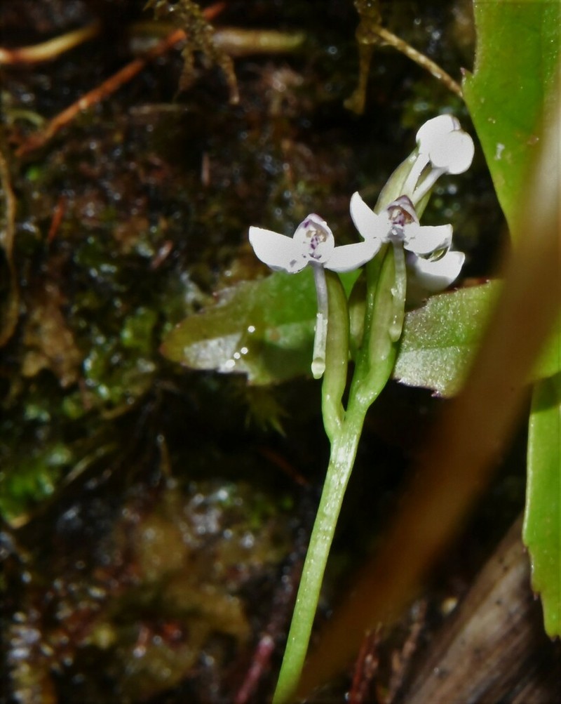 Cynorkis rosellata photo 4