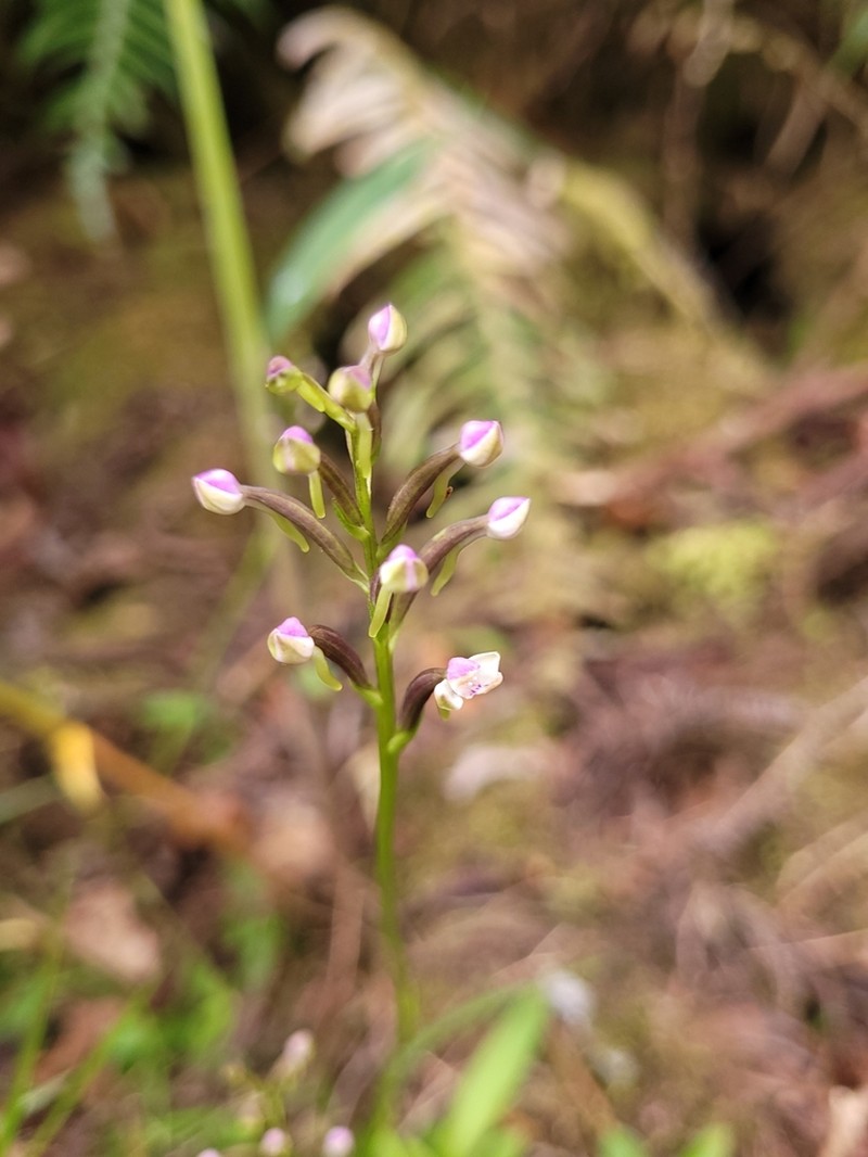 Cynorkis rosellata photo 5