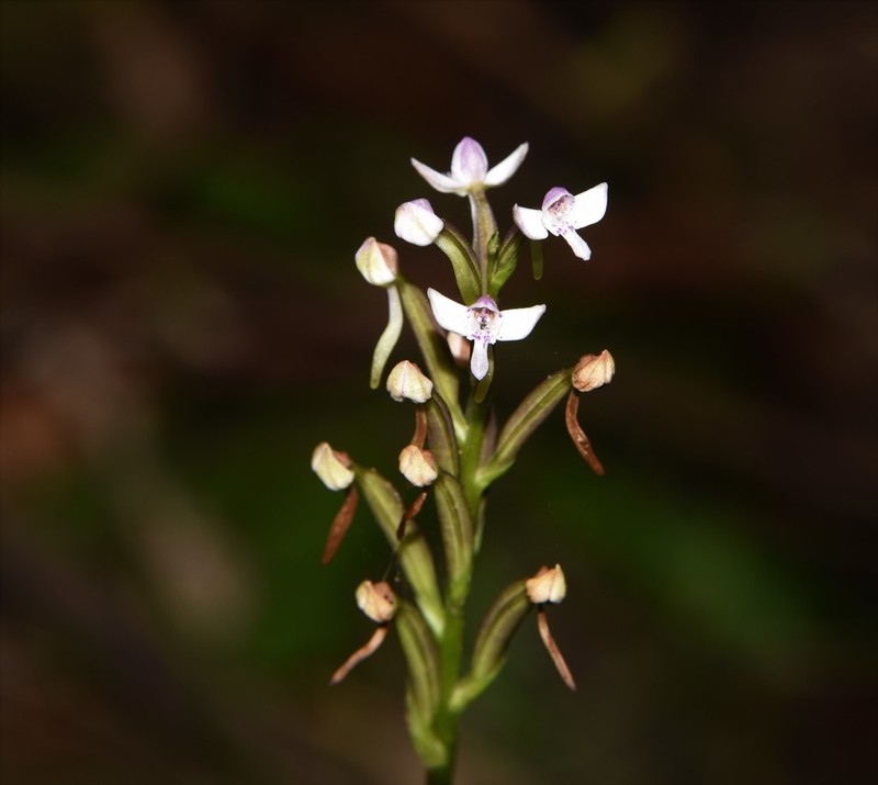 Cynorkis rosellata photo 6