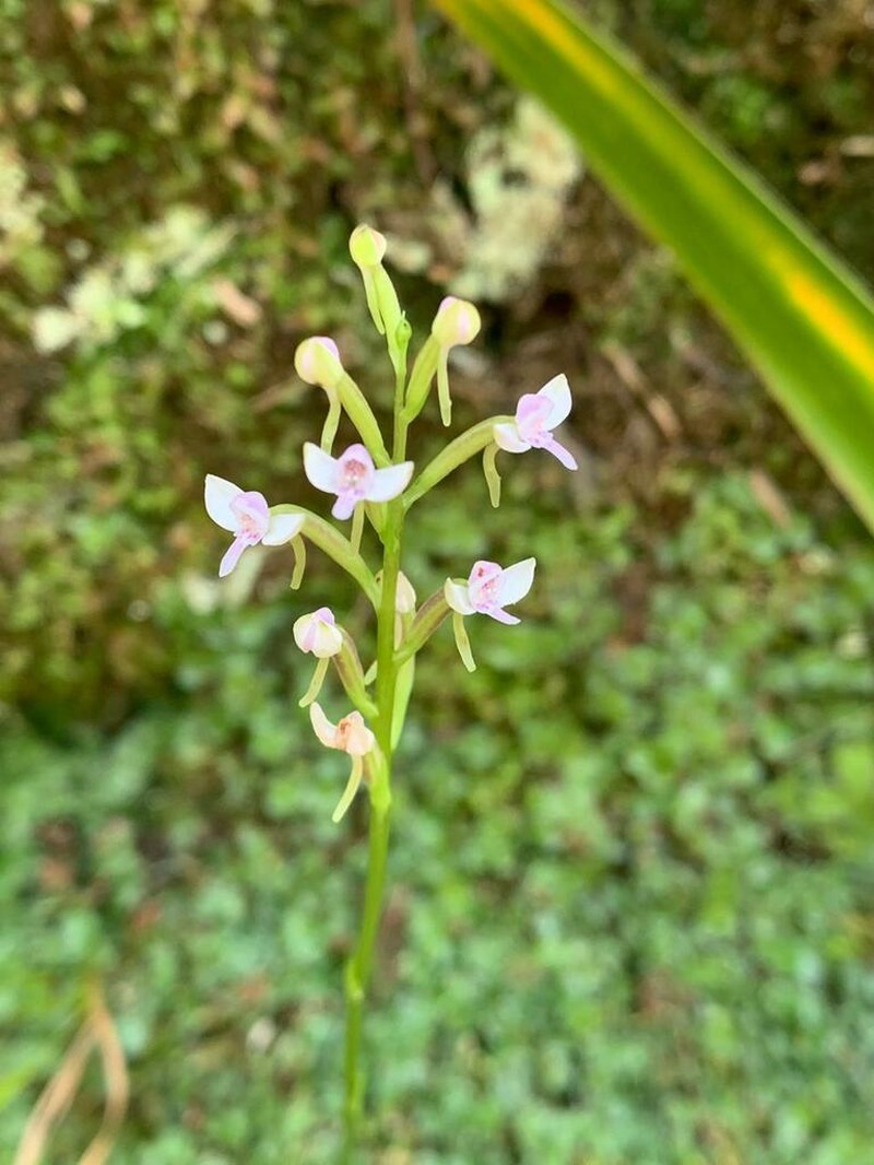 Cynorkis rosellata photo 7