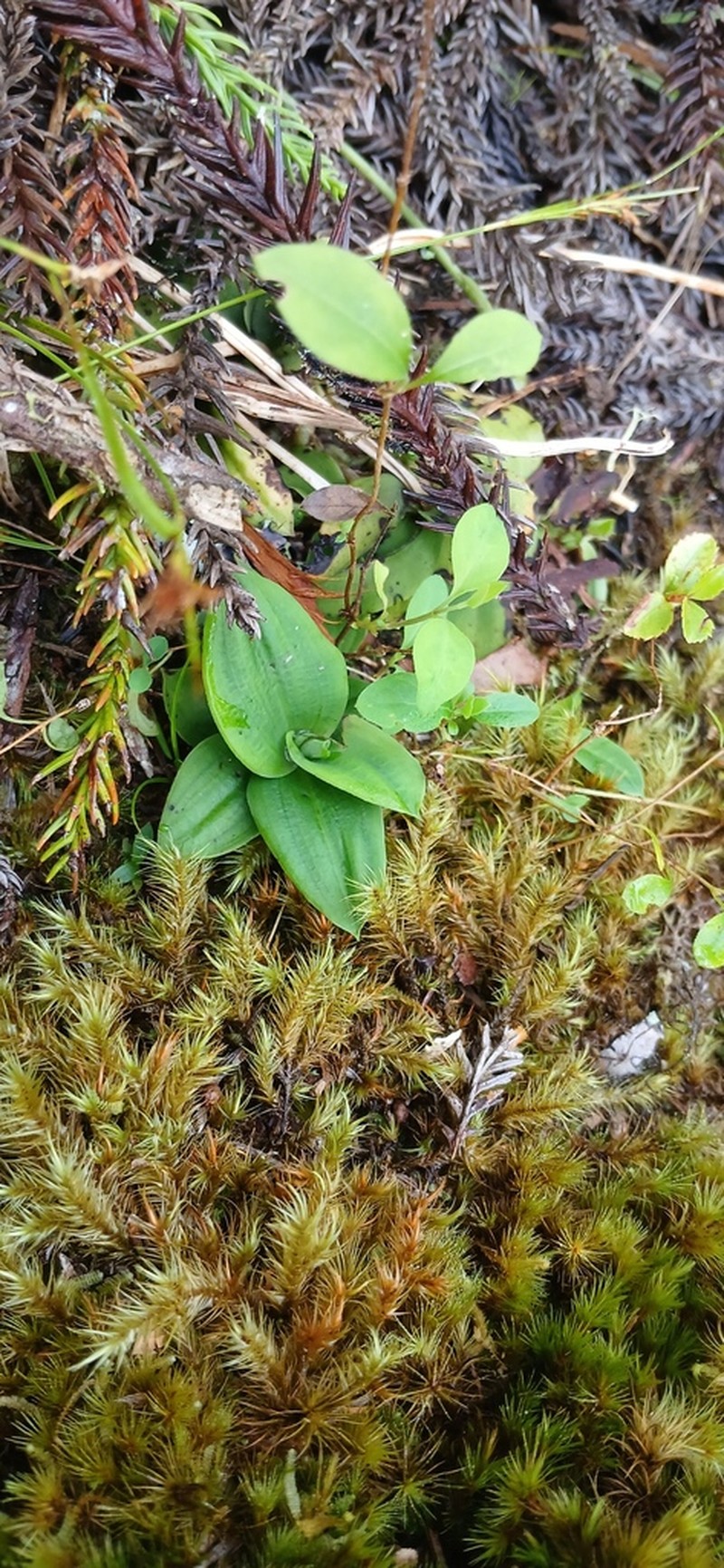 Cynorkis rosellata photo 8