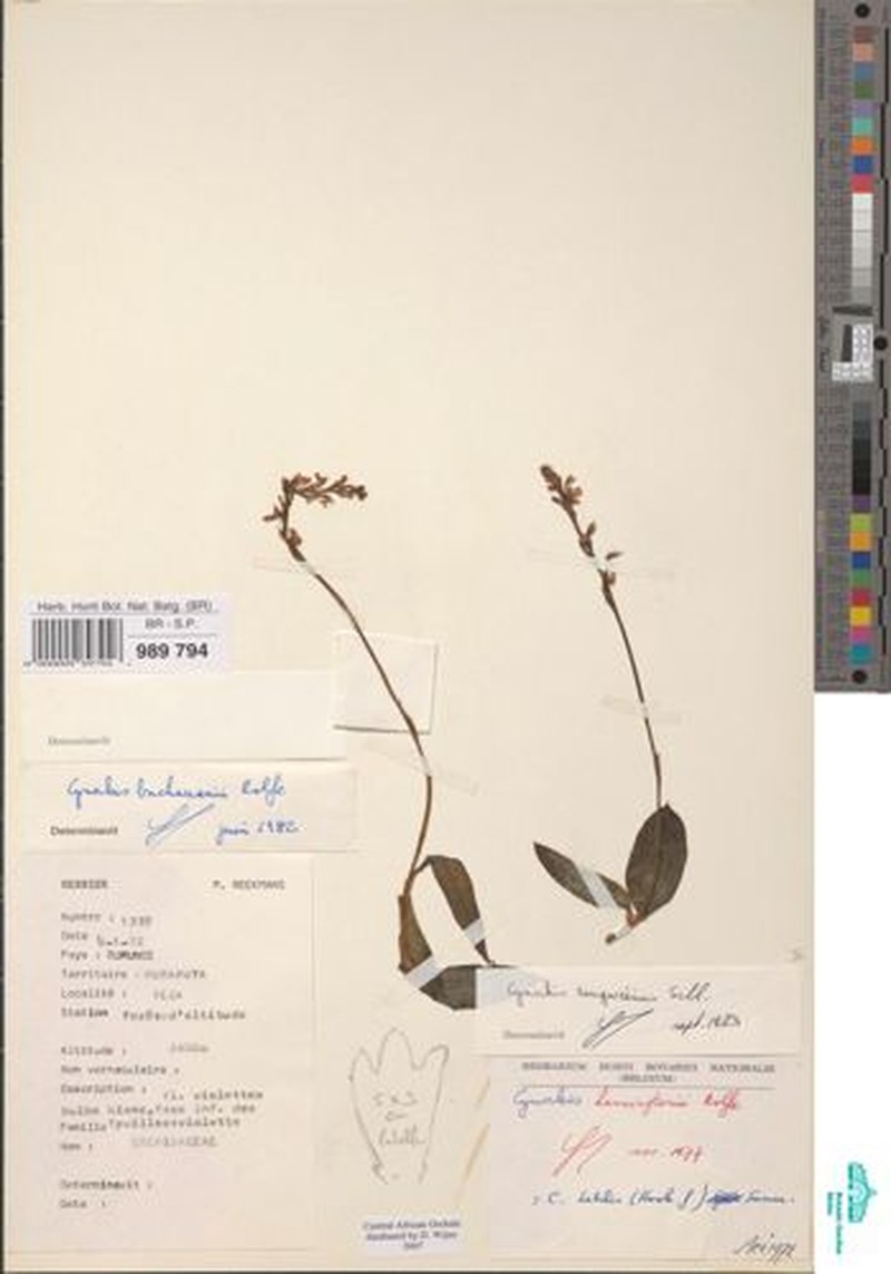 Cynorkis rungweensis