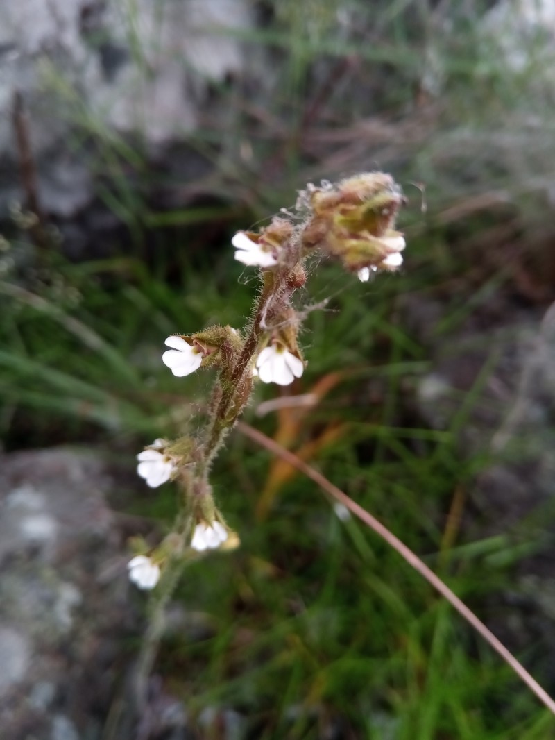 Cynorkis sacculata photo 3