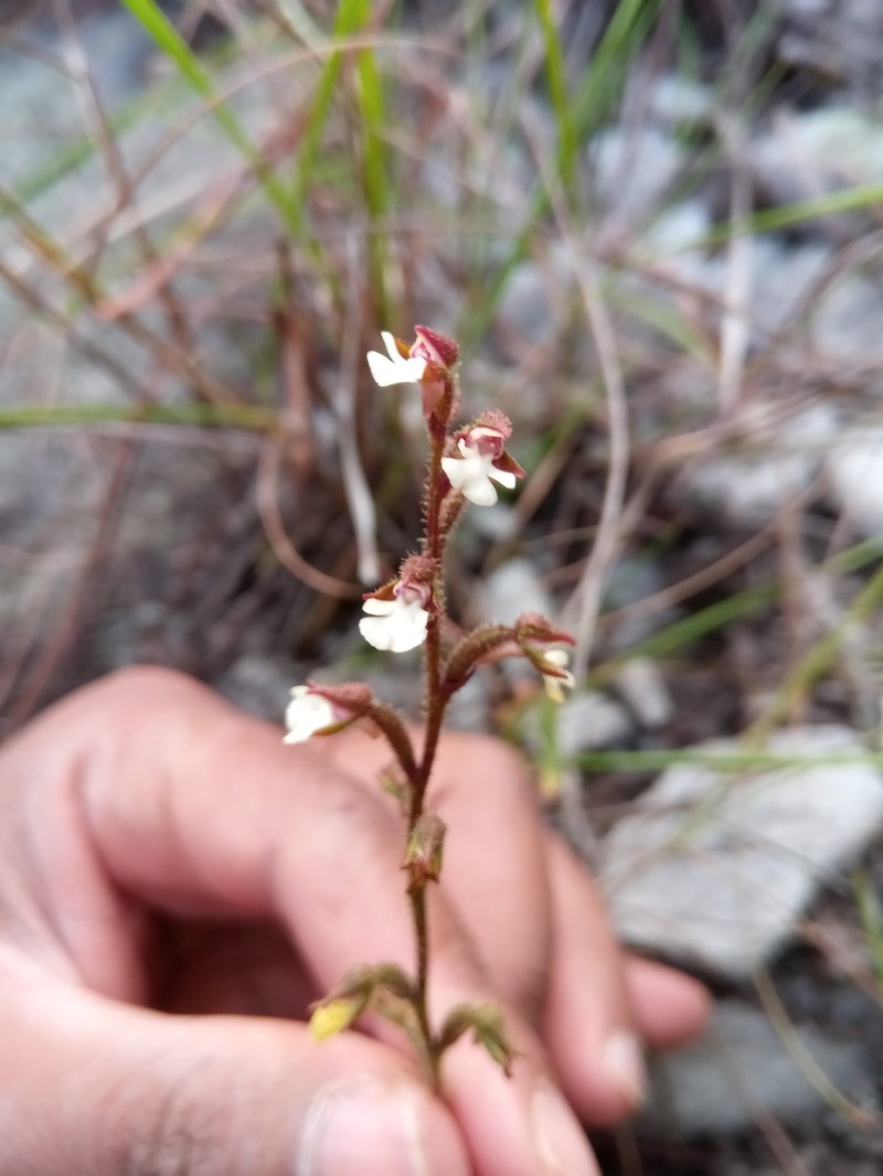 Cynorkis sacculata photo 4