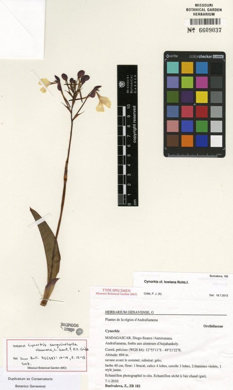 Cynorkis sanguinolenta