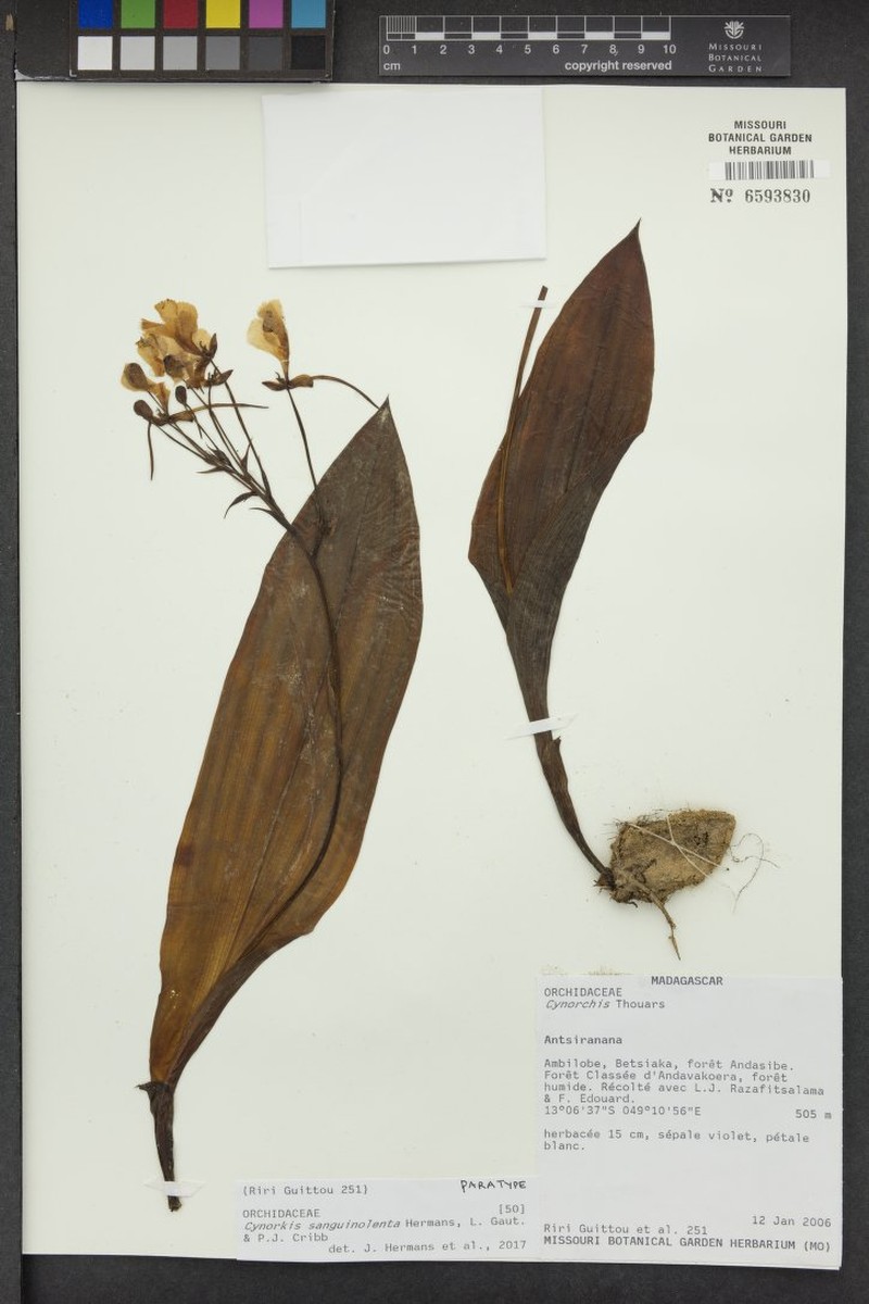 Cynorkis sanguinolenta photo 2