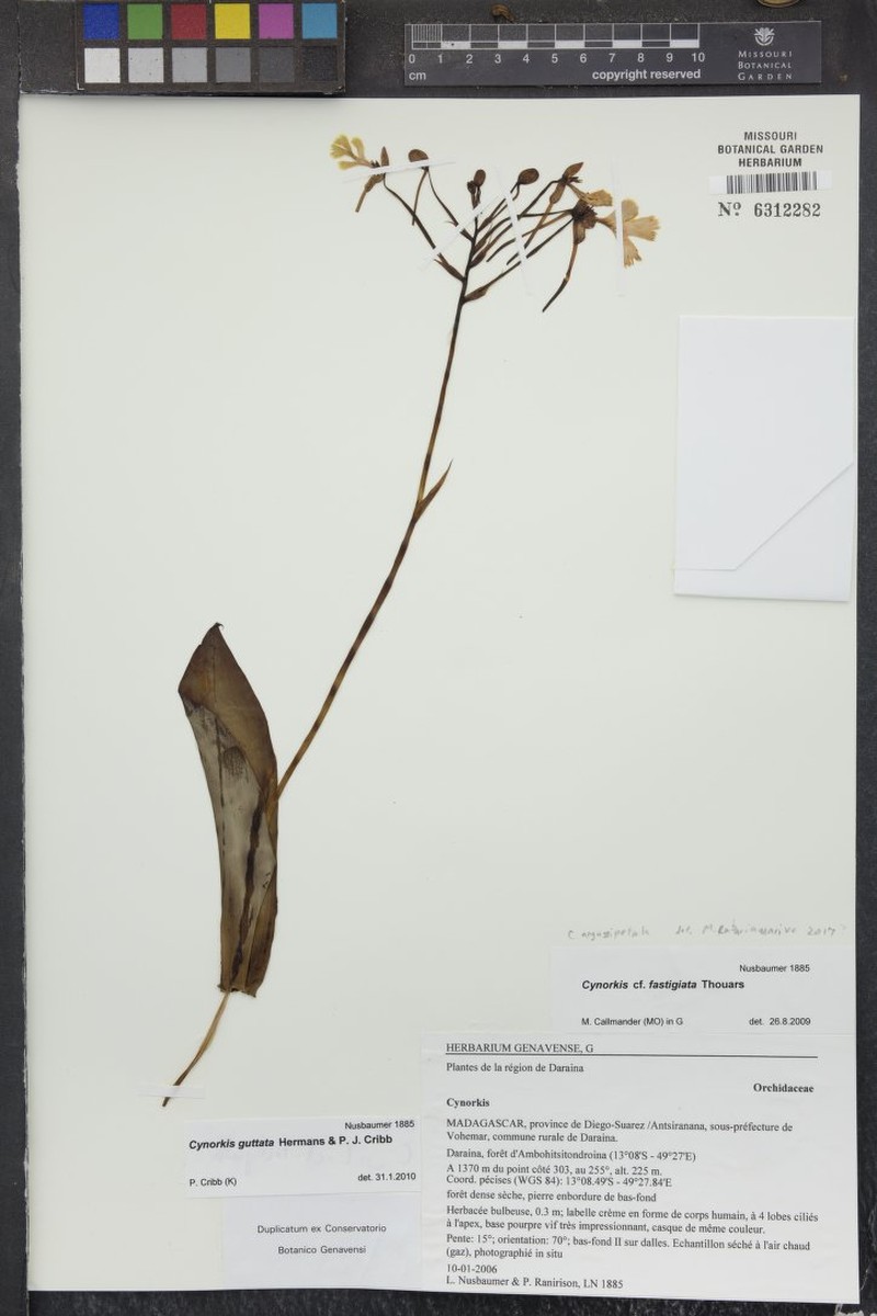 Cynorkis sanguinolenta photo 3