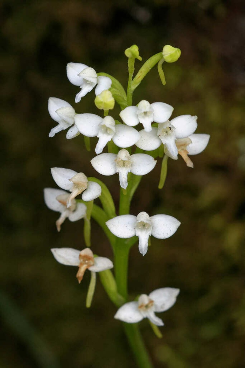 Cynorkis saxicola