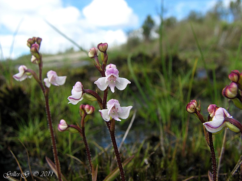 Cynorkis saxicola photo 2