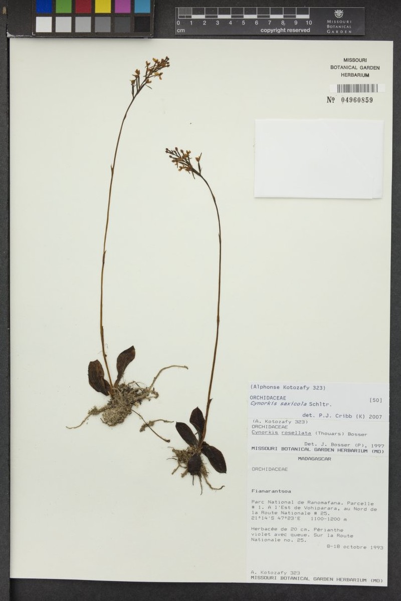 Cynorkis saxicola photo 3
