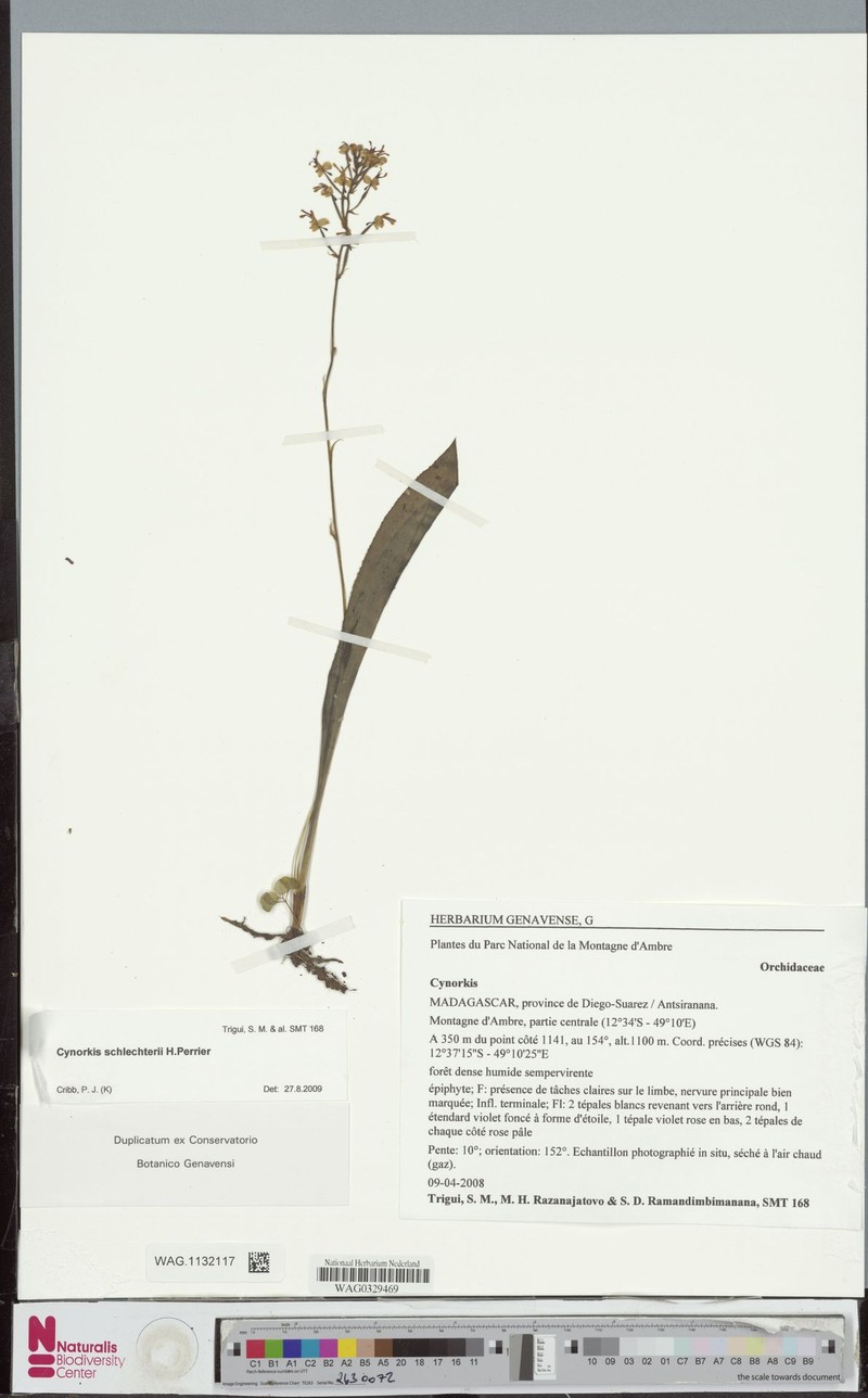 Cynorkis schlechteri