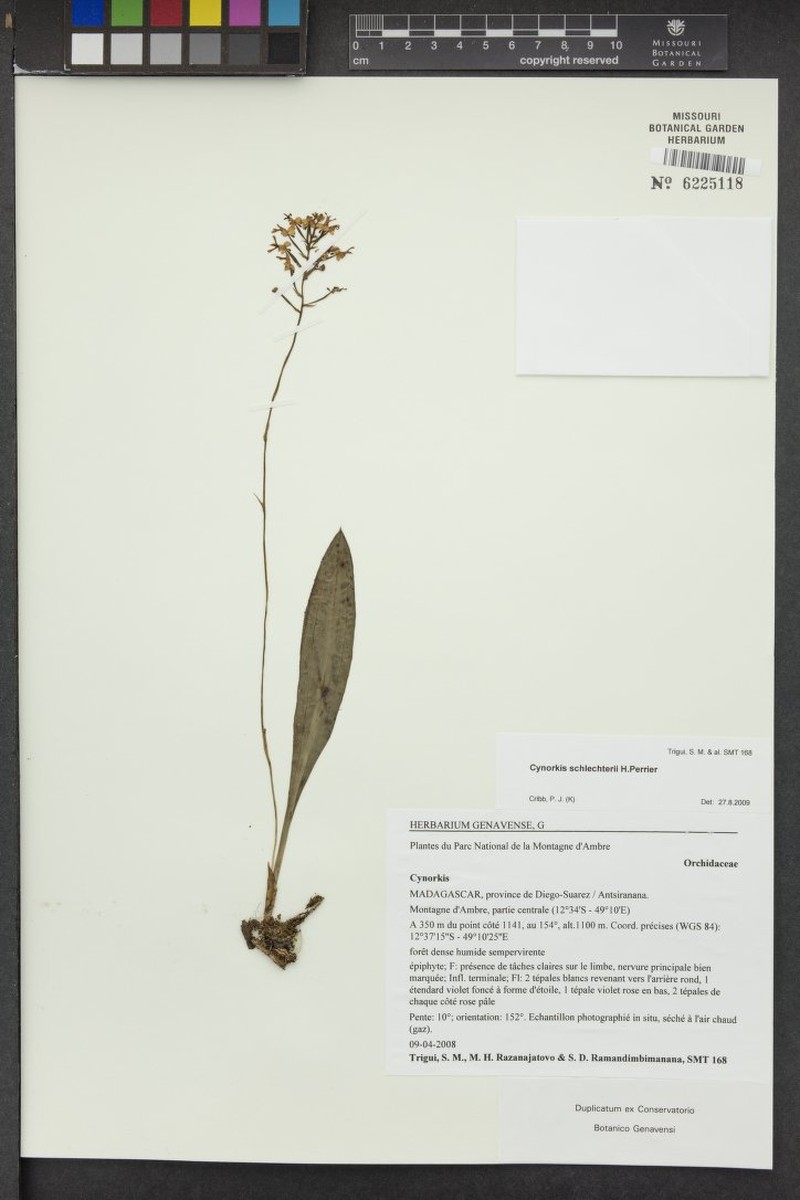 Cynorkis schlechteri photo 2