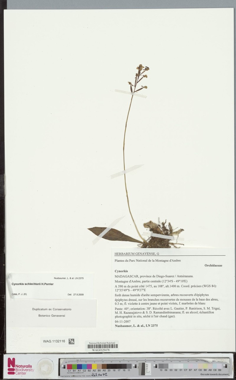 Cynorkis schlechteri photo 3