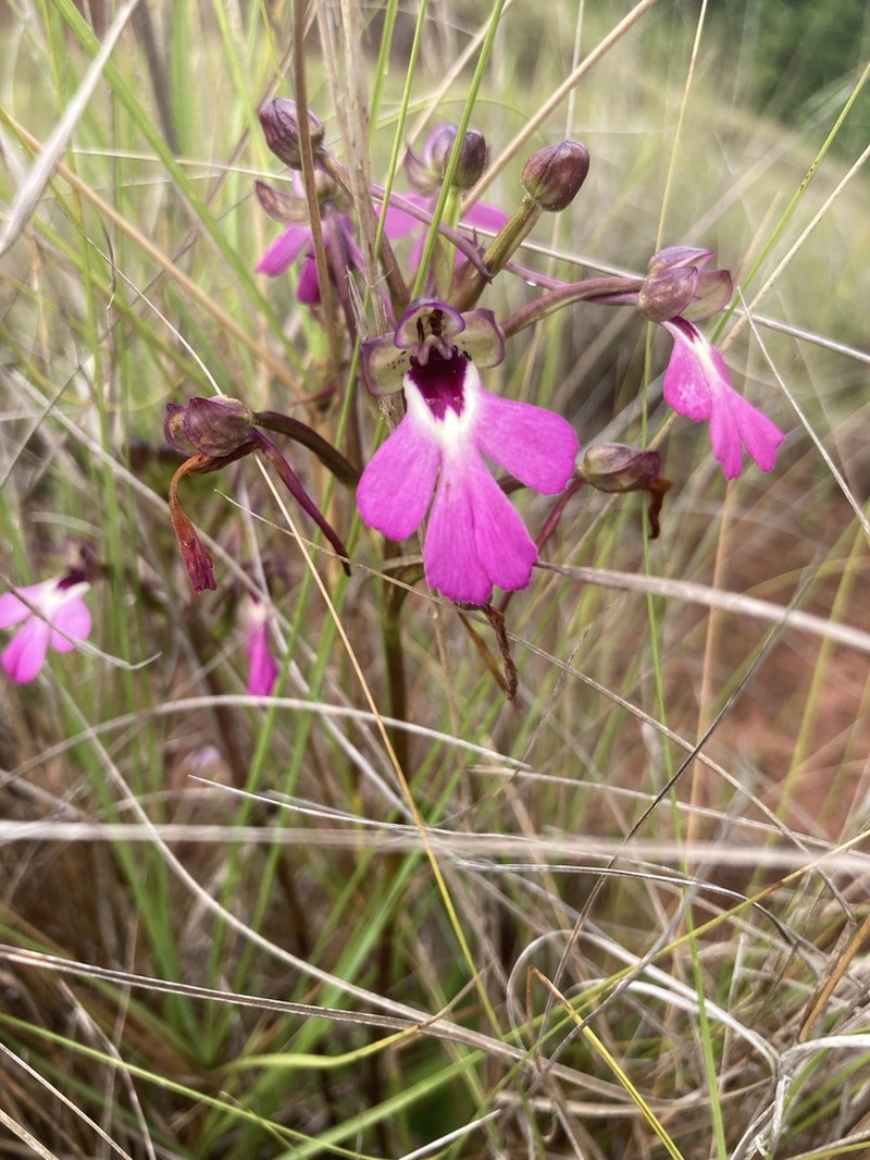Cynorkis speciosa
