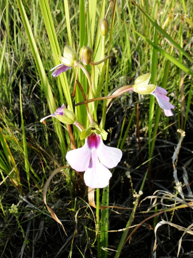 Cynorkis speciosa photo 2