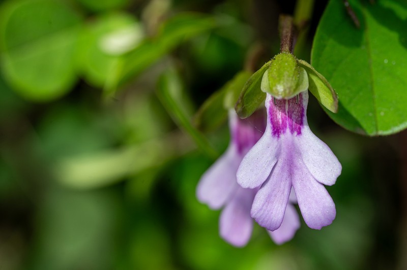 Cynorkis speciosa photo 3