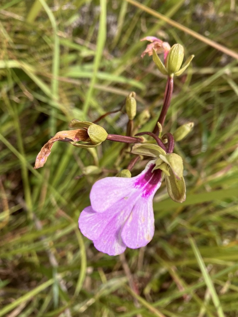 Cynorkis speciosa photo 4