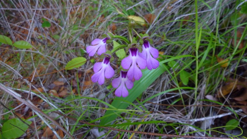 Cynorkis speciosa photo 5