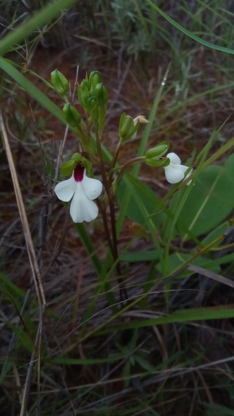 Cynorkis speciosa photo 6