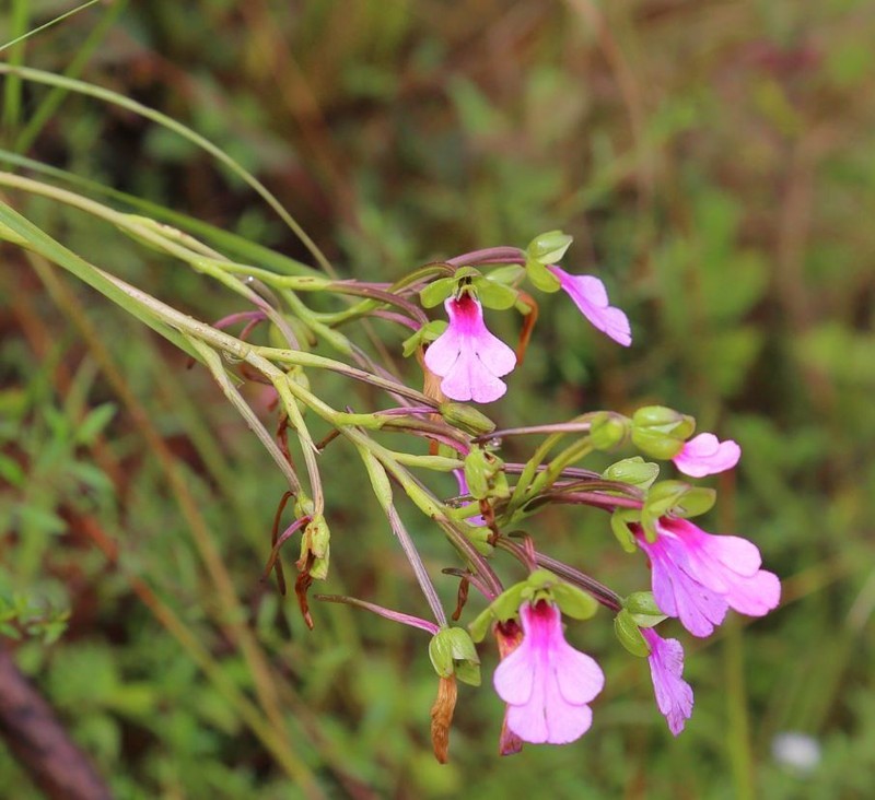Cynorkis speciosa photo 7