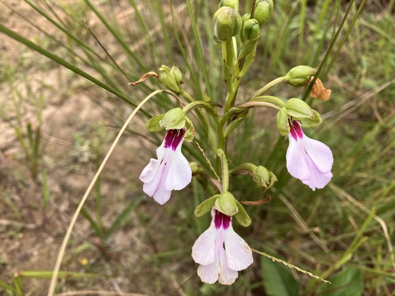 Cynorkis speciosa photo 8