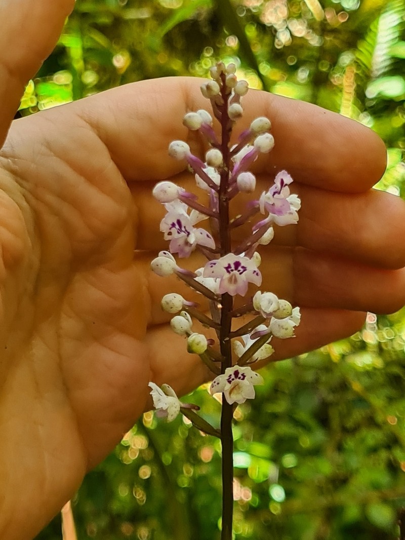 Cynorkis squamosa