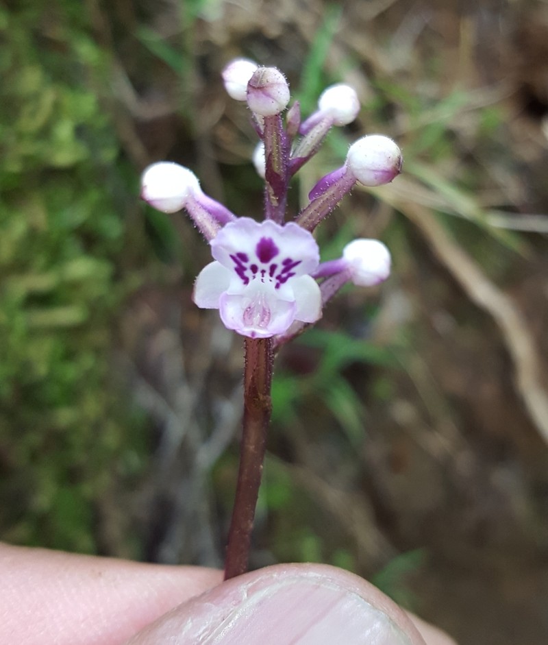 Cynorkis squamosa photo 2