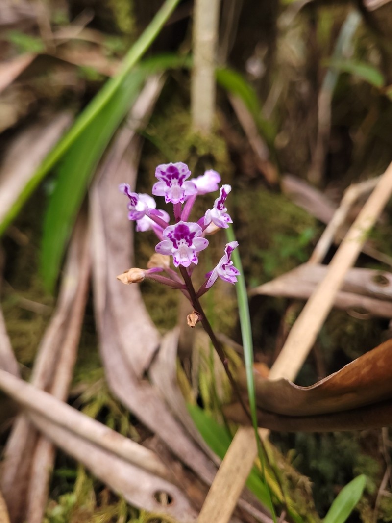 Cynorkis squamosa photo 3