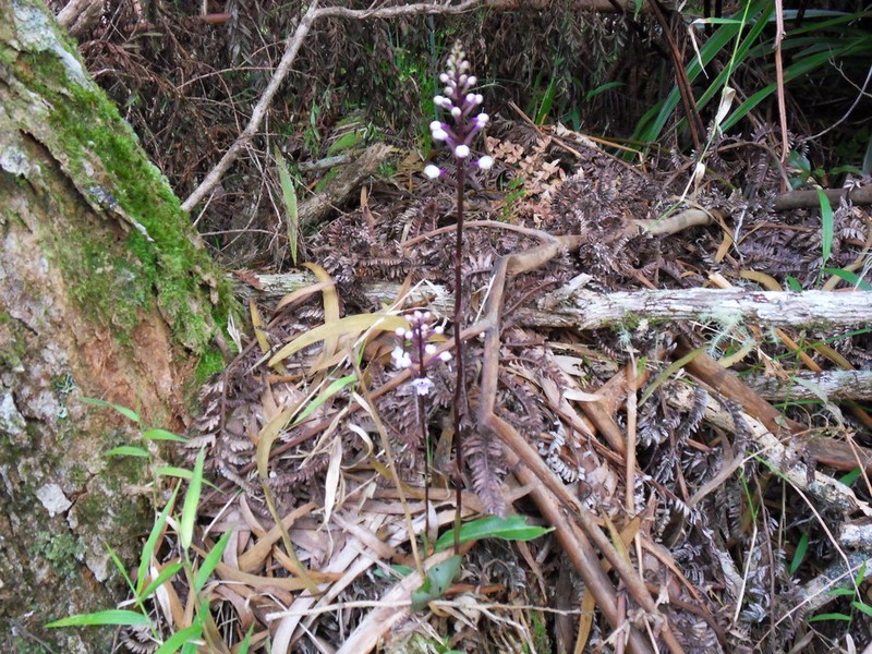 Cynorkis squamosa photo 5