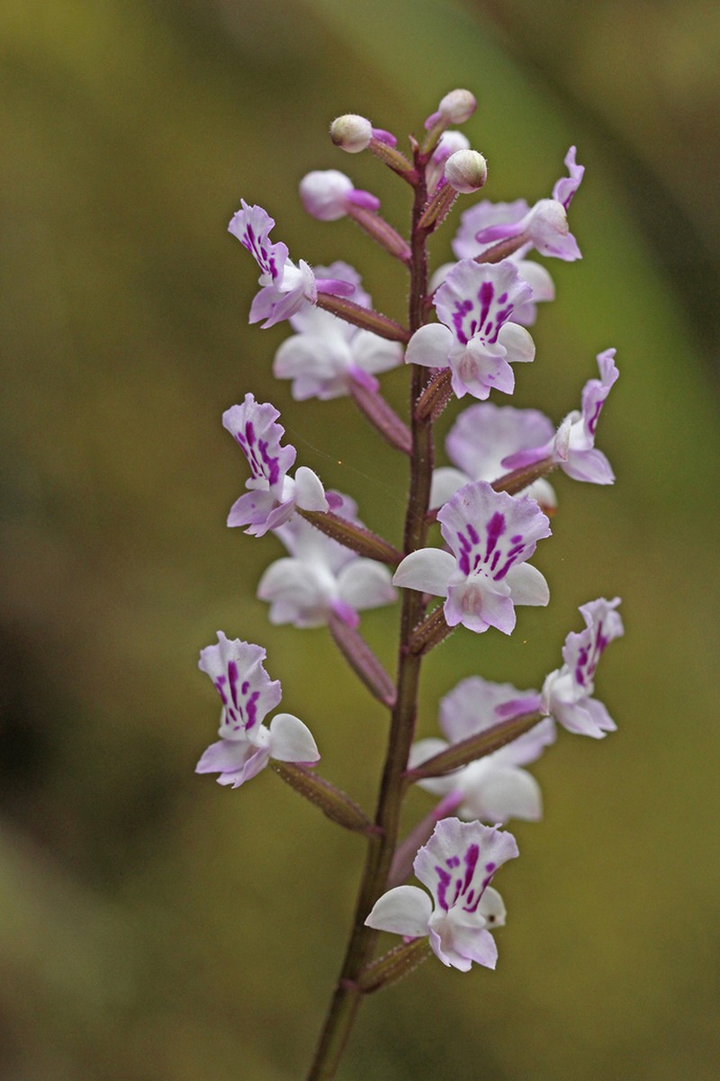 Cynorkis squamosa photo 8