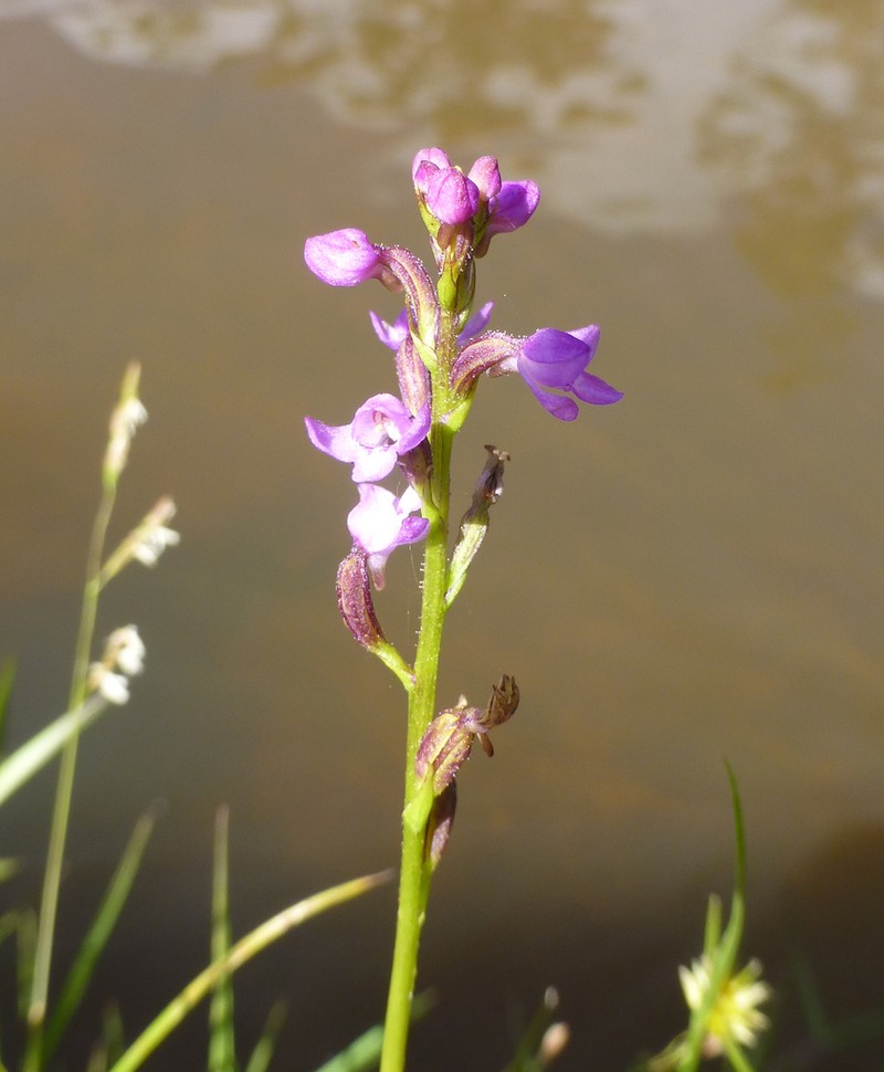 Cynorkis stolonifera