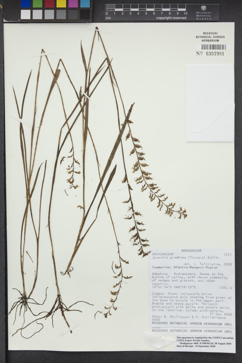 Cynorkis stolonifera photo 2
