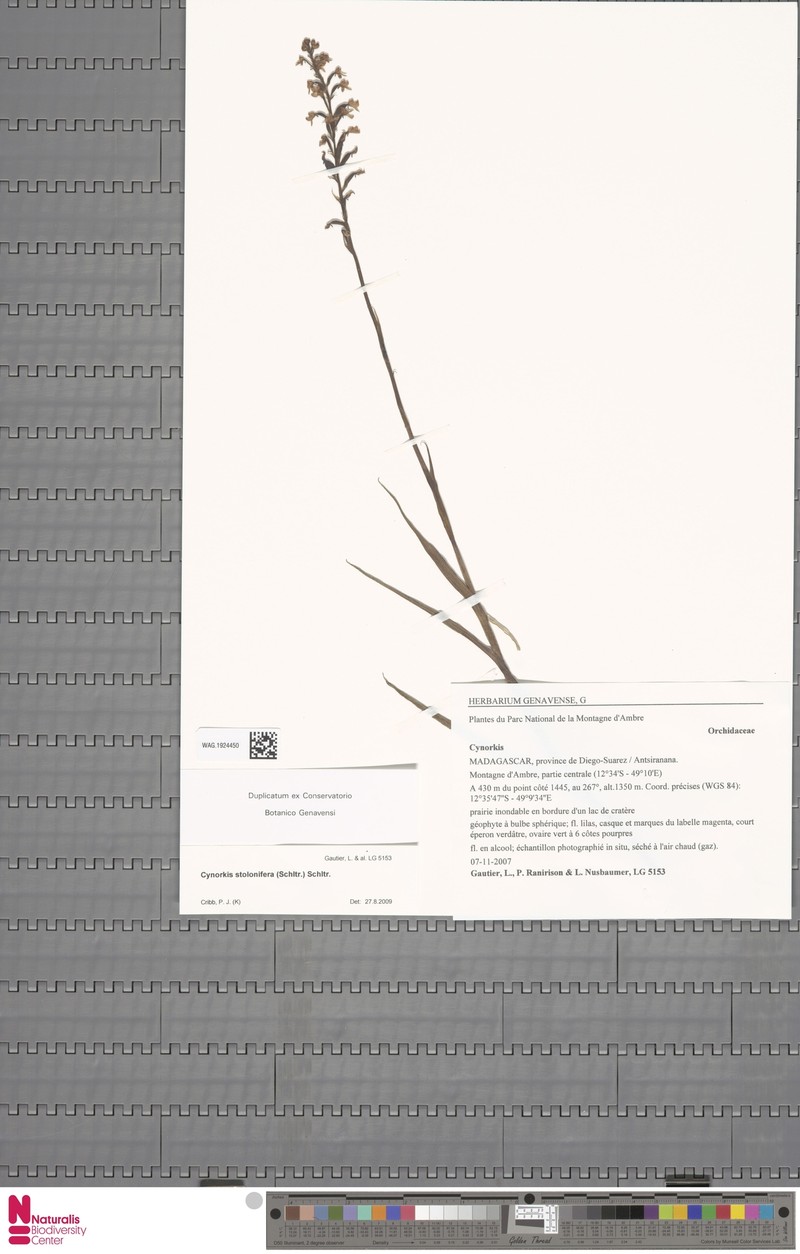 Cynorkis stolonifera photo 3