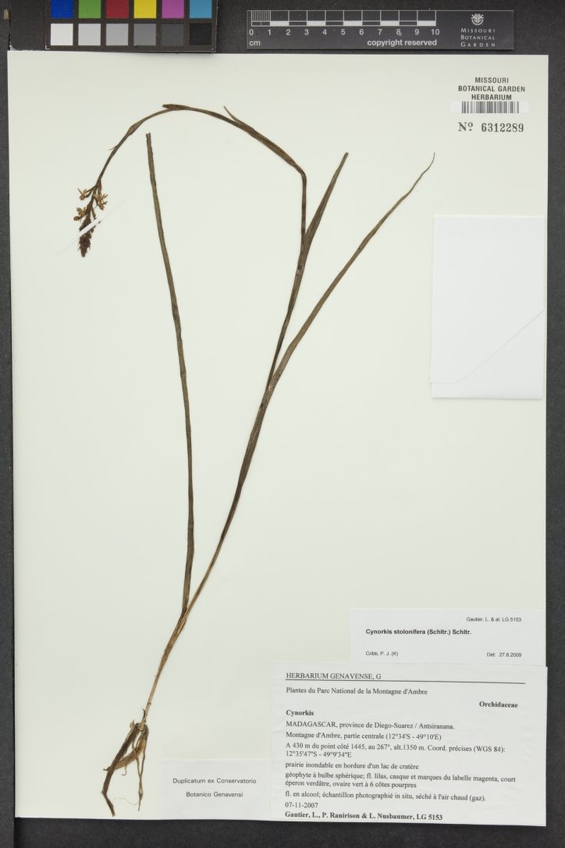 Cynorkis stolonifera photo 4