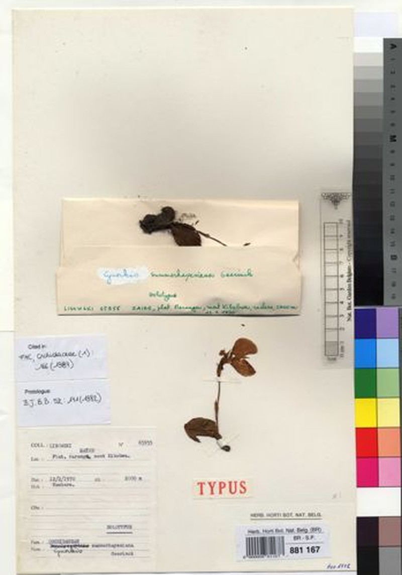 Cynorkis summerhayesiana
