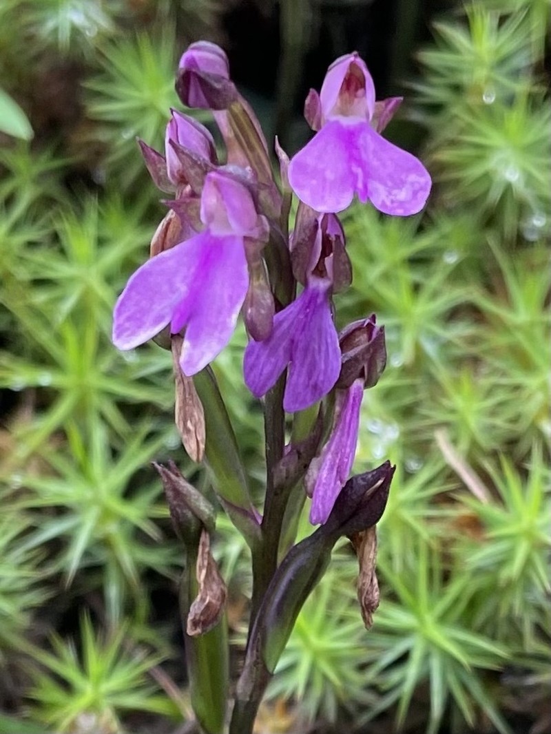 Cynorkis symoensii