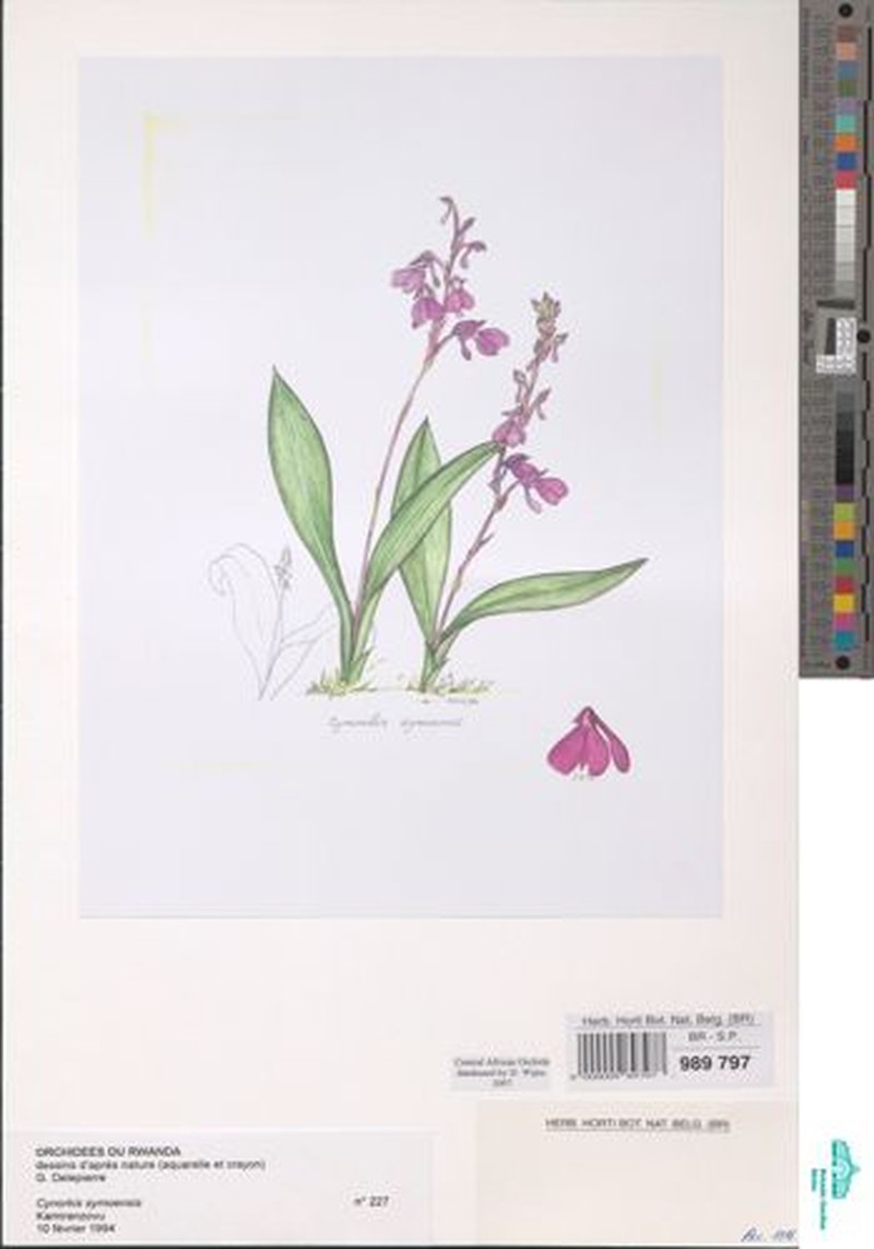 Cynorkis symoensii photo 6