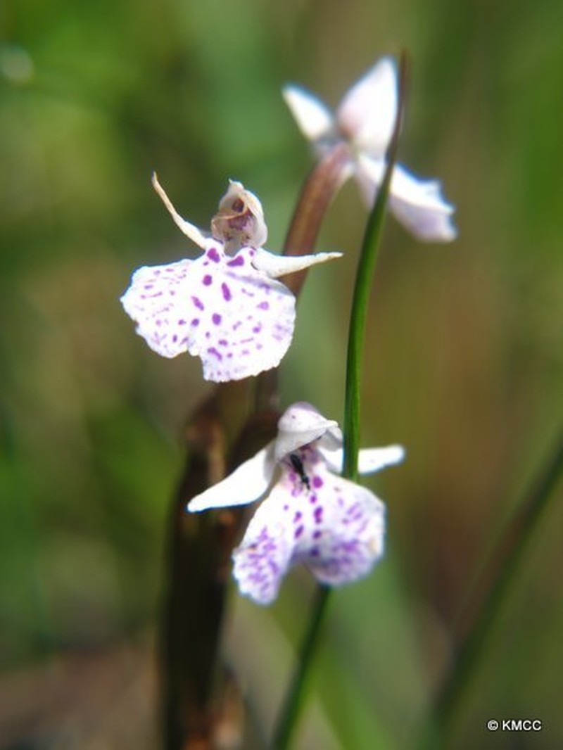 Cynorkis tenerrima