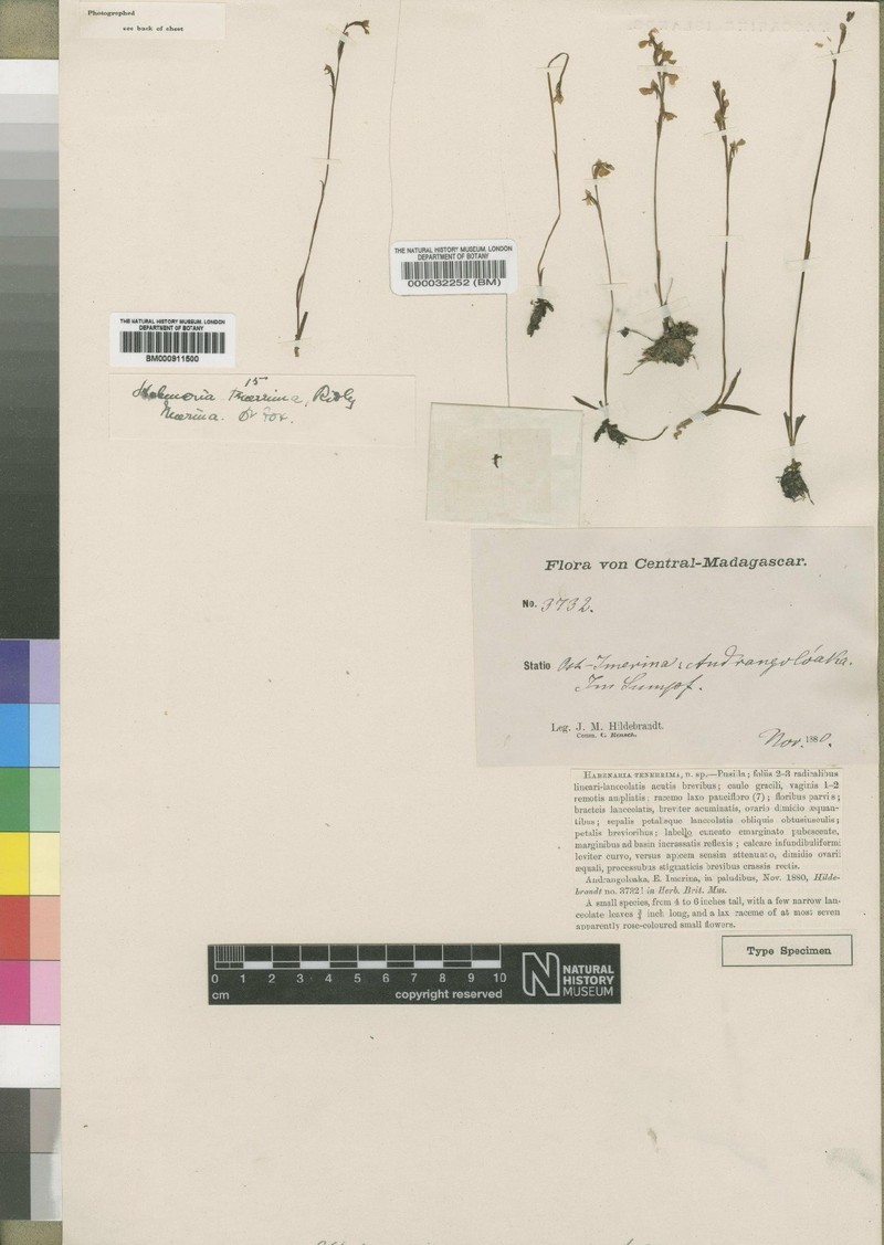 Cynorkis tenerrima photo 3