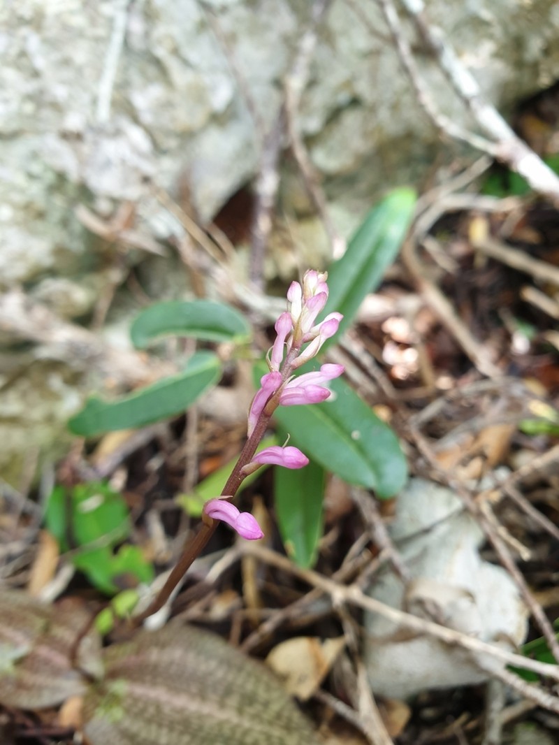 Cynorkis tryphioides photo 2
