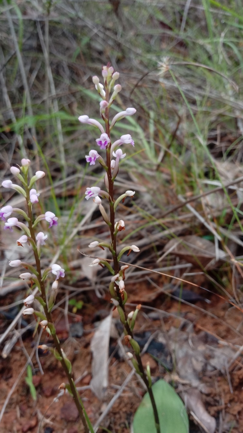 Cynorkis tryphioides photo 3