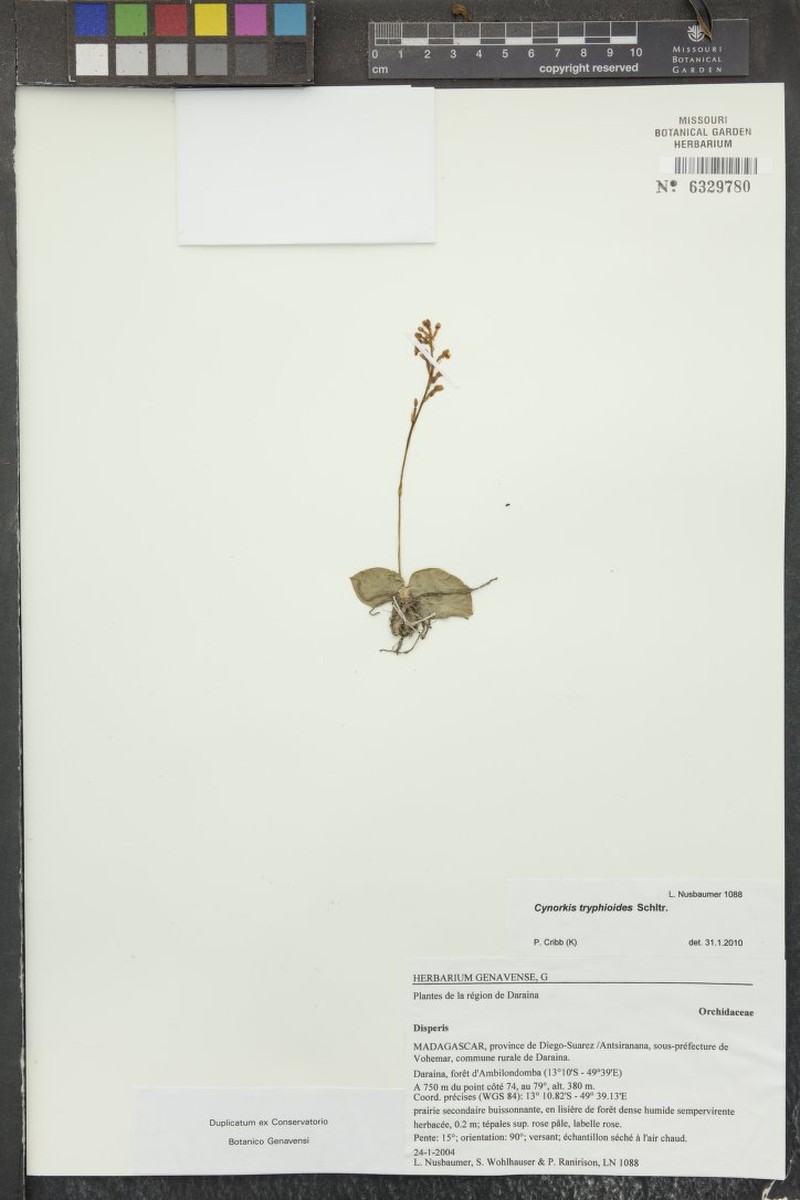 Cynorkis tryphioides photo 5