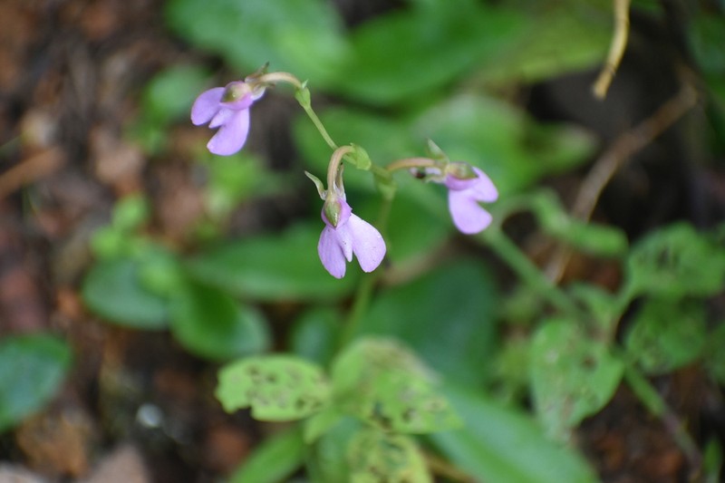 Cynorkis uncata