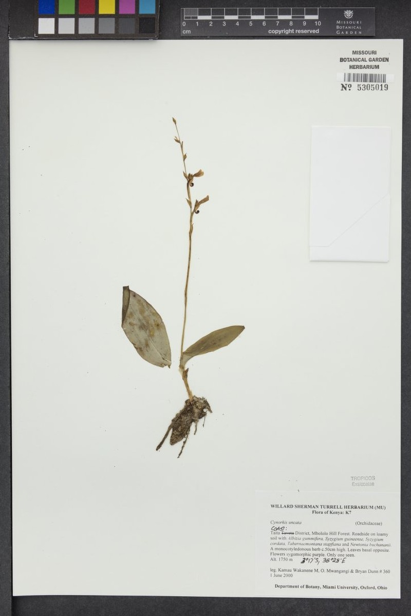 Cynorkis uncata photo 3