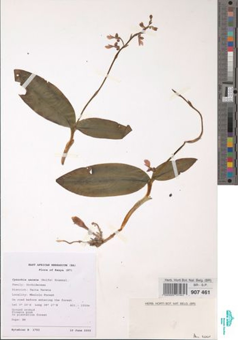 Cynorkis uncata photo 4